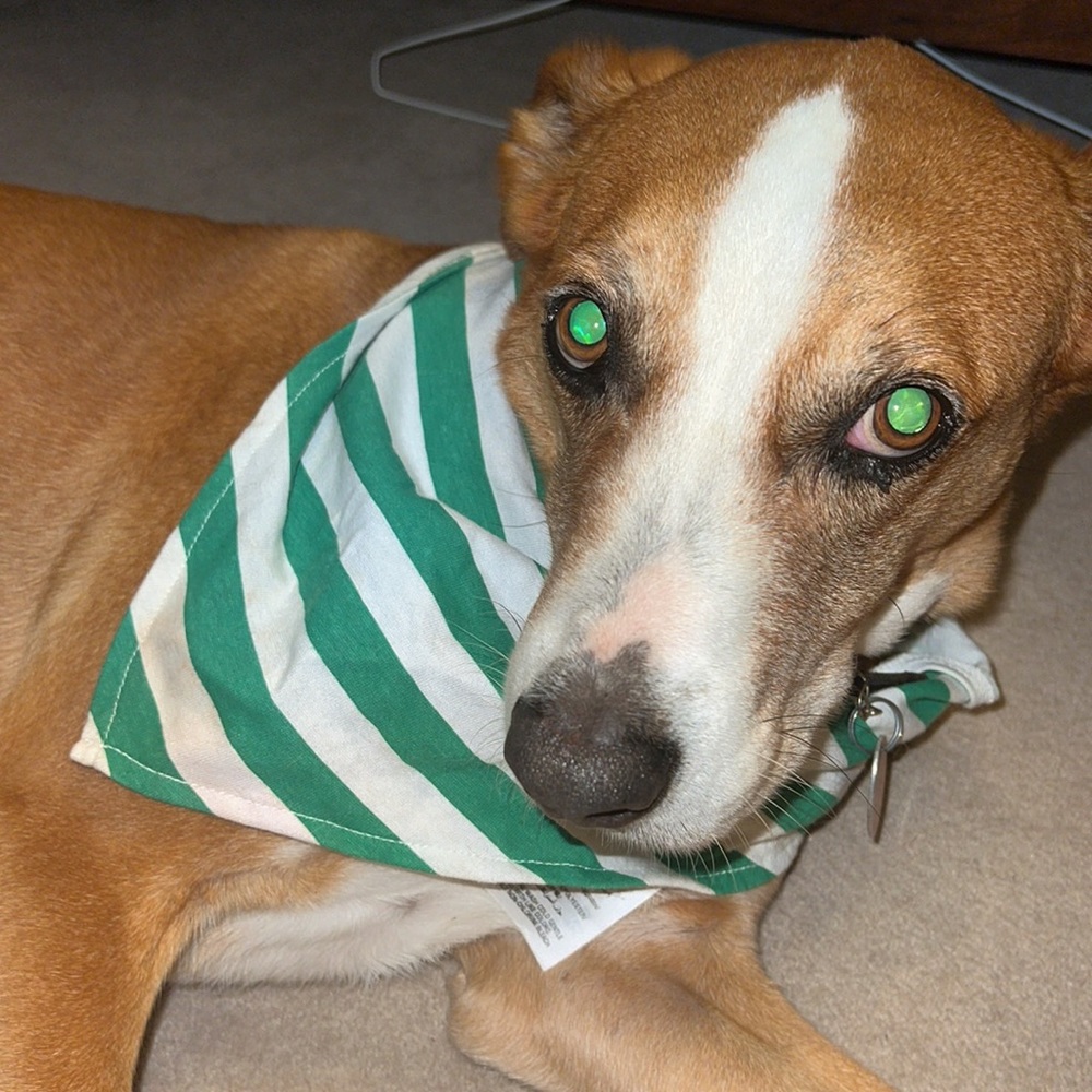 Pup & owner matching PJ set